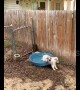Cute pup tries to play in empty paddling pool