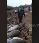 Tragic moment dozens of giant catfish are dragged from drought-hit reservoir