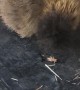 Silkie Chicken Struggles with Slippery Cricket