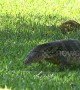 Monitor lizards attract tourists to Bangkok park