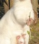 Albino Mother and Baby Wallaby Soak up the Sun