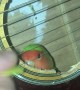 Lovebird Enjoys Guitar Playing from the Inside