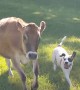 Rescued cow and dog become instant best friends