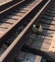 Canada man rescues struggling goslings from train tracks