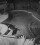 Clumsy cat struggles to escape after tumbling into pool in Texas garden