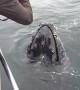 Incredible up-close encounter with Humpback Whale
