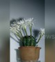 Impressive time-lapse captures cactus flowers blooming over 96 hours