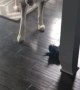 Husky Throws Ultimate Temper Tantrum