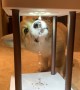 Confused corgi can\'t figure out anti-gravity foundation lamp