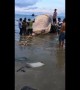 Vietnamese fishermen drag giant whale carcass inland for burial