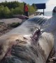 Marine workers investigating after 35ft long dead whale washes up in Thailand
