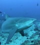 Divers Feed Sharks Without a Cage