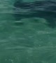 Hammerhead Circles Their Boat