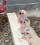 Gyrfalcons Getting Fed