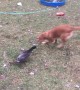 Dog vs duck: a friendly fight in Minnesota backyard