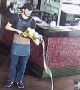 New Zealand bartender hilariously drops a tray holding several pints of beer