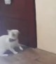 Smart Cat Knows How to Open Doors