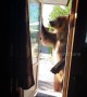 Knock knock! Hungry tame bear wants snack and walkies from owner