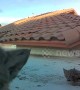 'Curious' bobcat kittens inspect camera on Arizona roof
