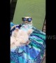 Chilled out cat relaxes with shades and a beer for memorial day in Texas