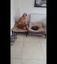 'Don't let her bully you!' Labrador attempts to reclaim her bed from stubborn cat