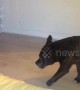 Sneaky Staffordshire bull terrier carefully tiptoes into owner's bedroom