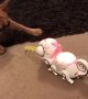 Bemused bulldog faces-off with a toy chameleon in UK home