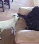 Rescued pet lamb adorably acts as if she\'s a dog