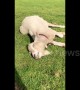 This lazy UK goat is definitely not a morning person!