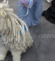 Pampered pooches at Bangkok pet show