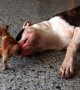 Tiny chihuahua puppy adorably teases sleepy bulldog