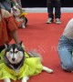 Colourful scenes from dog fashion show in Bangkok