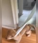Sneaky puppy runs around US house with stolen toilet roll