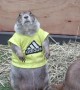 Prairie dogs in T-shirts at pet show in Thailand