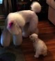 New family puppy isn\'t intimidated by giant poodle