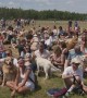 World record of 498 golden retrievers gather in Antwerp, Belgium
