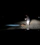 US driver removes elk calf 'playing dead' from middle of road