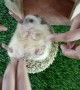 This mini hedgehog loves being tickled