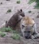 Hyena cub determined to play with unamused mother at South Africa park