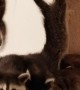Gaze of Raccoons Receive Second Chance