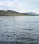 Humpback Whales Spouting Off