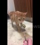 Picky Canada kitten gags after licking and sniffing sour pickle