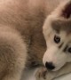 Husky puppy cools down inside refrigerator shelf