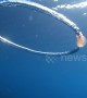 Mesmerising footage shows jellyfish spinning after getting caught in bubble ring