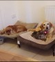 You paw thing: Cat tricks dog with cuddling to kick dog out of own bed
