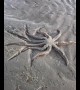 This 9-legged sea star slowly unsticking from mud will mesmerise you