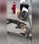 Cat catches her sneaky partner cuddling with another feline