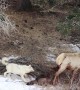 Wolves Hunt an Elk in Yellowstone
