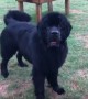 Huge Newfoundland puppy hilariously refuses to come inside