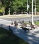 Clever geese in Boston use crosswalk to get across road